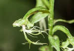 Green fringed orchid